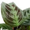 Maranta Leuconeura Var 'Dark'