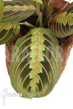 Maranta Leuconeura Var 'Fascinator'