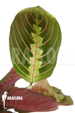Maranta Leuconeura Var 'Fascinator' -Green Haven Sales Store Maranta leuconeura var Fascinator 3