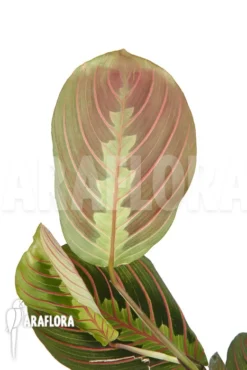 Maranta Leuconeura Var 'Fascinator' -Green Haven Sales Store Maranta leuconeura var Fascinator 4