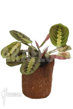 Maranta Leuconeura Var 'Fascinator' -Green Haven Sales Store Maranta leuconeura var Fascinator 5