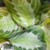 Maranta Leuconeura Var 'Grey'
