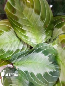 Maranta Leuconeura Var 'Grey'
