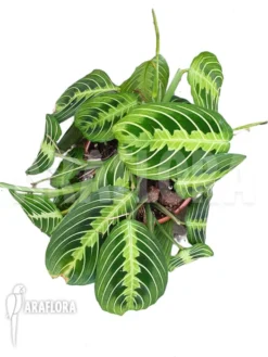 Marantha 'Lemon Lime' -Green Haven Sales Store Marantha Lemon lime 1