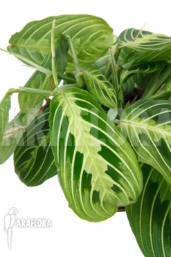 Marantha 'Lemon Lime' -Green Haven Sales Store Marantha Lemon lime 3