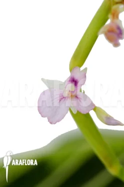 Marantha 'Lemon Lime' -Green Haven Sales Store Marantha Lemon lime 4