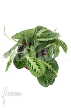 Marantha 'Lemon Lime' -Green Haven Sales Store Marantha Lemon lime 5