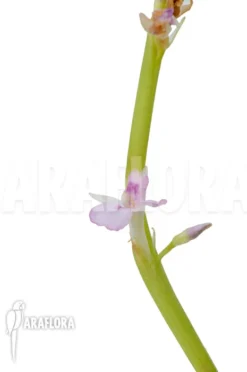 Marantha 'Lemon Lime' -Green Haven Sales Store Marantha Lemon lime 6