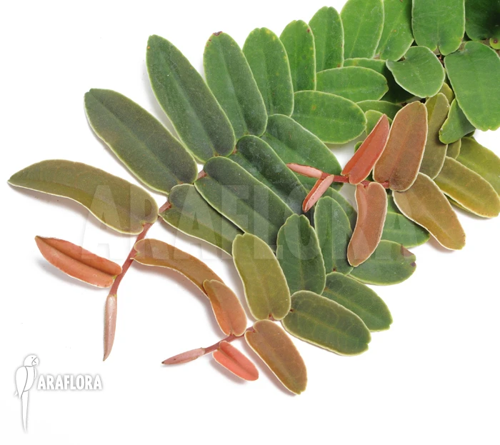 Marcgravia Rectifolia 'Starter Plug' 1 Marcgravia Rectifolia 'Starter Plug'