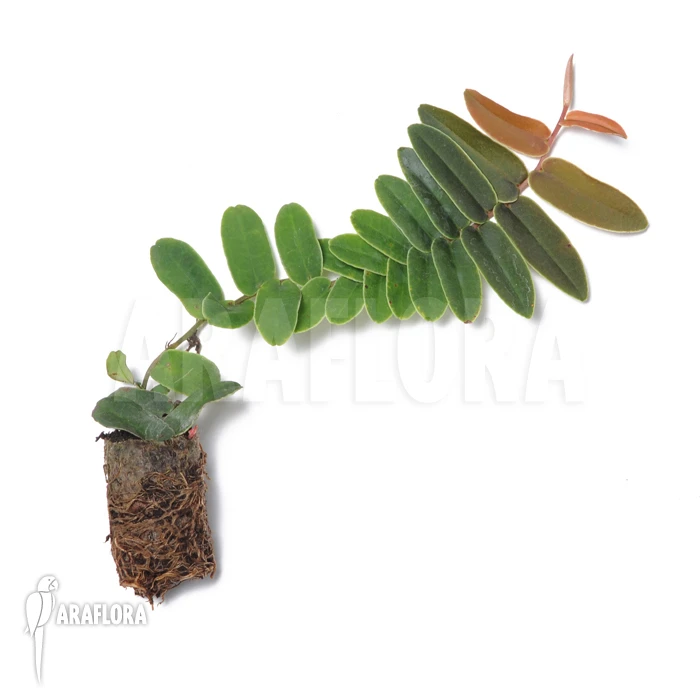 Marcgravia Rectifolia 'Starter Plug' 5 Marcgravia Rectifolia 'Starter Plug' - Image 5