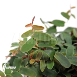 Marcgravia Rectifolia 'Starter Plug' 8 Marcgravia Rectifolia 'Starter Plug' -Green Haven Sales Store Marcgravia rectifolia 3