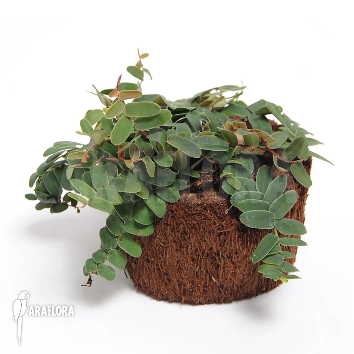 Marcgravia Rectifolia 'Starter Plug' 3 Marcgravia Rectifolia 'Starter Plug' - Image 3