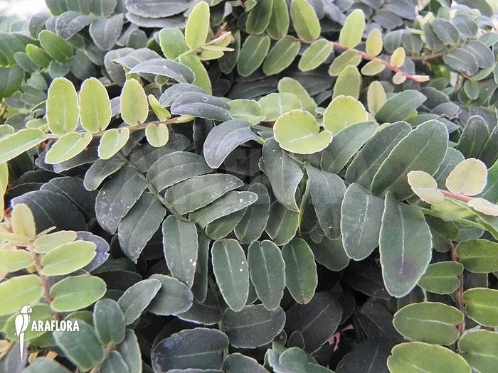 Marcgravia Rectifolia 'Starter Plug' 2 Marcgravia Rectifolia 'Starter Plug' - Image 2