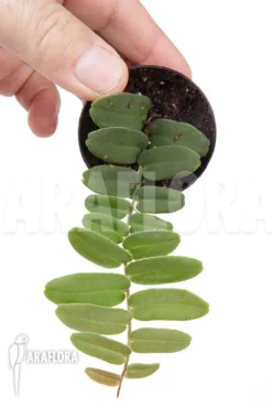 Marcgravia Rectifolia Starter Plug