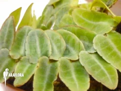 Marcgravia Rectifolia