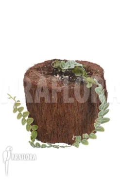 Marcgravia Rectifolia -Green Haven Sales Store Marcgravia rectifolia white 4