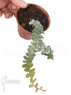 Marcgravia Rectifolia -Green Haven Sales Store Marcgravia rectifolia white 5