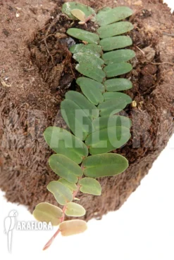 Marcgravia Sintenisii 'Starter'