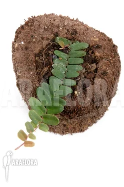 Marcgravia Sintenisii 'Starter' -Green Haven Sales Store Marcgravia sintenisii Starter 2