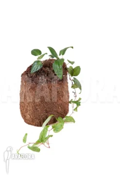 Marcgravia Species 9 Marcgravia Species -Green Haven Sales Store Marcgravia species 2