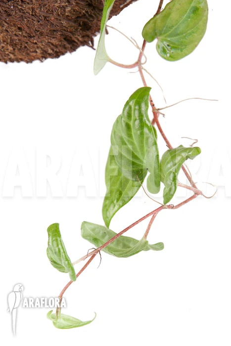 Marcgravia Species 4 Marcgravia Species - Image 4