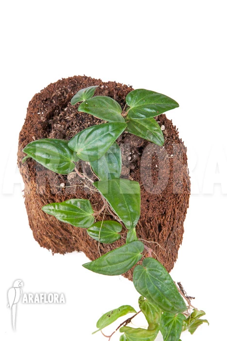 Marcgravia Species 2 Marcgravia Species - Image 2