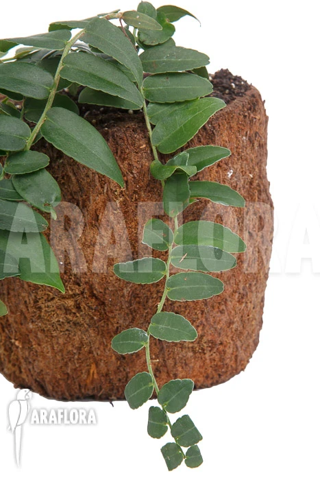 Marcgravia Species 'Colombia' 1 Marcgravia Species 'Colombia'