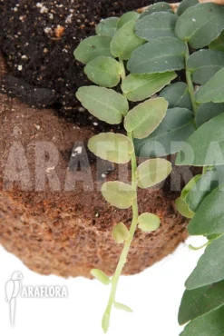 Marcgravia Species 'Colombia' 10 Marcgravia Species 'Colombia' -Green Haven Sales Store Marcgravia species Colombia 3