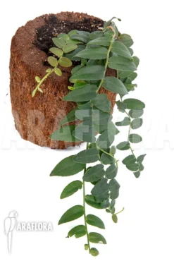 Marcgravia Species 'Colombia' 9 Marcgravia Species 'Colombia' -Green Haven Sales Store Marcgravia species Colombia 4