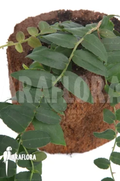 Marcgravia Species 'Colombia' 11 Marcgravia Species 'Colombia' -Green Haven Sales Store Marcgravia species Colombia 5