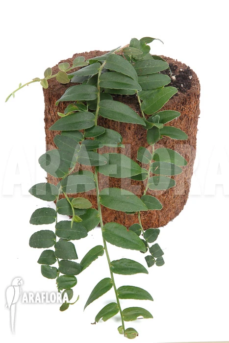 Marcgravia Species 'Colombia' 3 Marcgravia Species 'Colombia' - Image 3