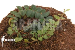 Marcgravia Species 'New Small'