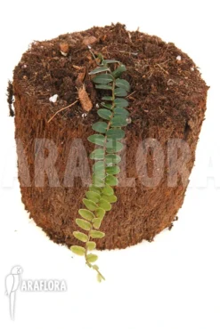 Marcgravia Species 'New Small' -Green Haven Sales Store Marcgravia species New Small 2