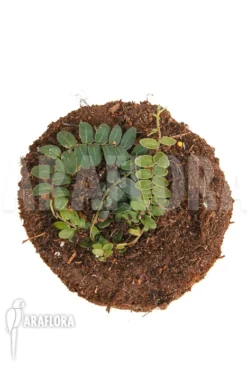 Marcgravia Species 'New Small' -Green Haven Sales Store Marcgravia species New Small 3