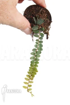 Marcgravia Species 'New Small' -Green Haven Sales Store Marcgravia species New Small 4