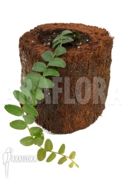 Marcgravia Umbellata Starter -Green Haven Sales Store Marcgravia umbellata 2