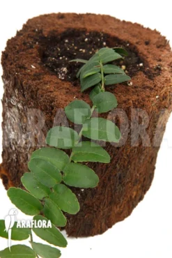 Marcgravia Umbellata Starter -Green Haven Sales Store Marcgravia umbellata 3