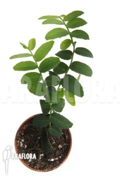 Marcgravia Umbellata 'Starter'