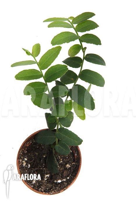 Marcgravia Umbellata 'Starter' 1 Marcgravia Umbellata 'Starter'