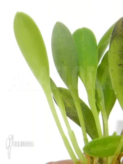 Orchid 'Masdevallia Abbreviata'