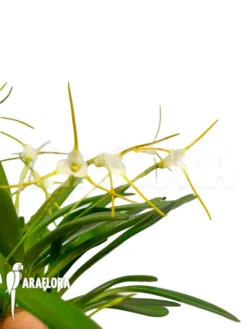 Orchid 'Masdevallia Attenuata' -Green Haven Sales Store Masdevallia attenuata 3