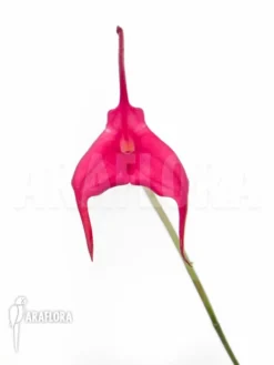 Orchid 'Masdevallia Barlaeana' -Green Haven Sales Store Masdevallia barleana 5