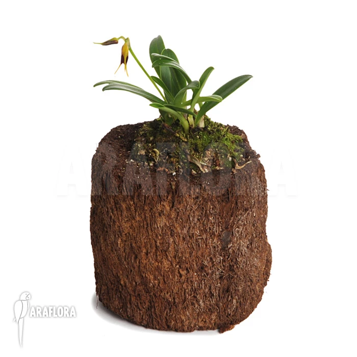 Orchid 'Masdevallia Bicolor' 5 Orchid 'Masdevallia Bicolor' - Image 5