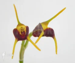 Orchid 'Masdevallia Bicolor' 7 Orchid 'Masdevallia Bicolor' -Green Haven Sales Store Masdevallia bicolor 4