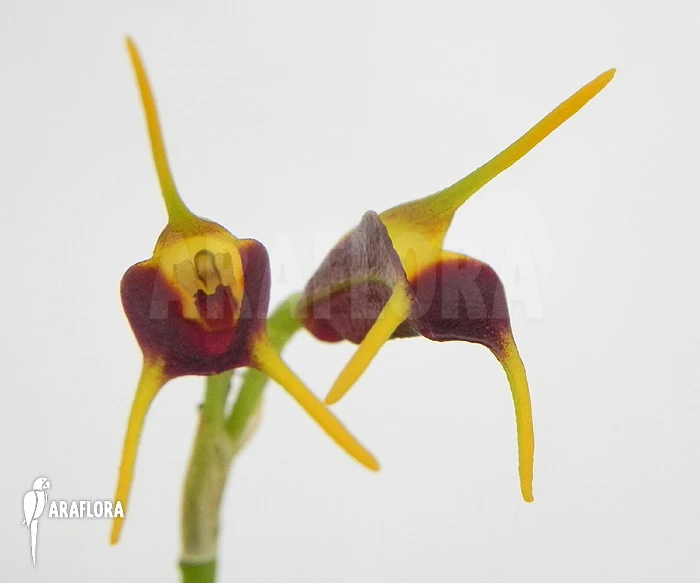 Orchid 'Masdevallia Bicolor' 3 Orchid 'Masdevallia Bicolor' - Image 3