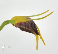 Orchid 'Masdevallia Bicolor' 6 Orchid 'Masdevallia Bicolor' -Green Haven Sales Store Masdevallia bicolor 5