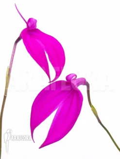 Orchid 'Masdevallia Coccinea Pink'