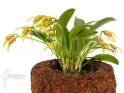 Orchid 'Masdevallia Garciae'