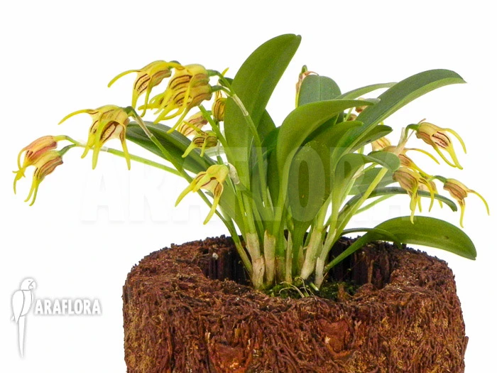 Orchid 'Masdevallia Garciae' 1 Orchid 'Masdevallia Garciae'