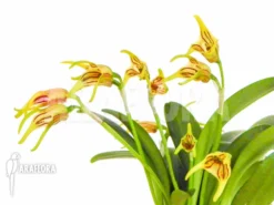 Orchid 'Masdevallia Garciae' 11 Orchid 'Masdevallia Garciae' -Green Haven Sales Store Masdevallia garciae 2